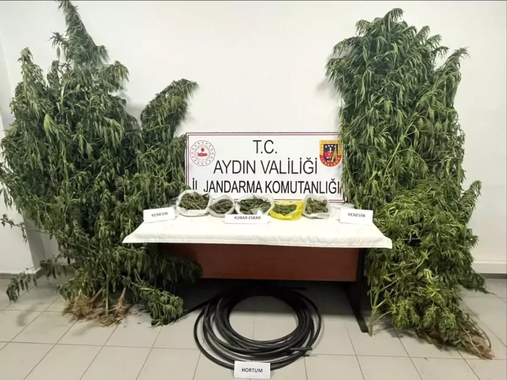 **Kestane Bahçesinde Kenevir Operasyonu**