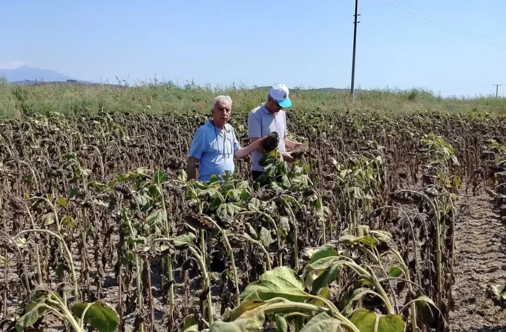 Aydın’ın Söke İlçesinde Ayçiçeği Verimi Yükselişte