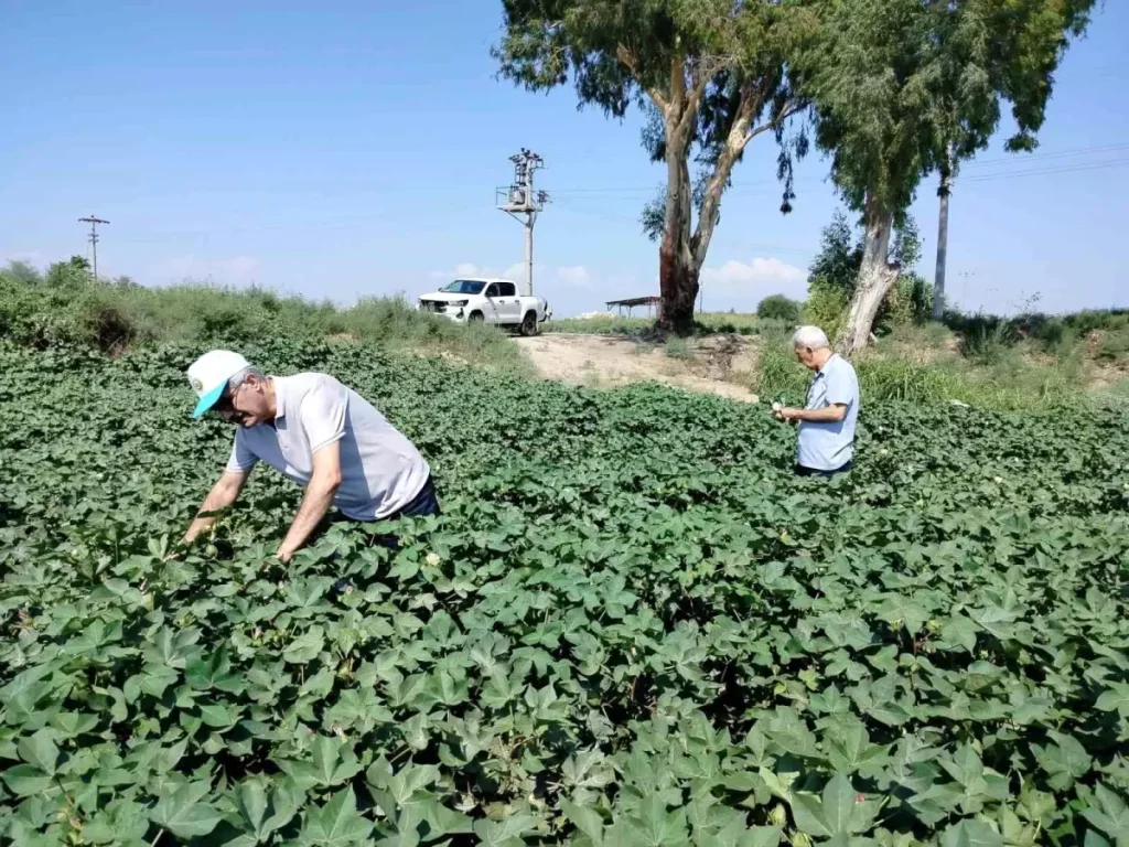 **Söke’de Pamuk Verimi Umut Veriyor**