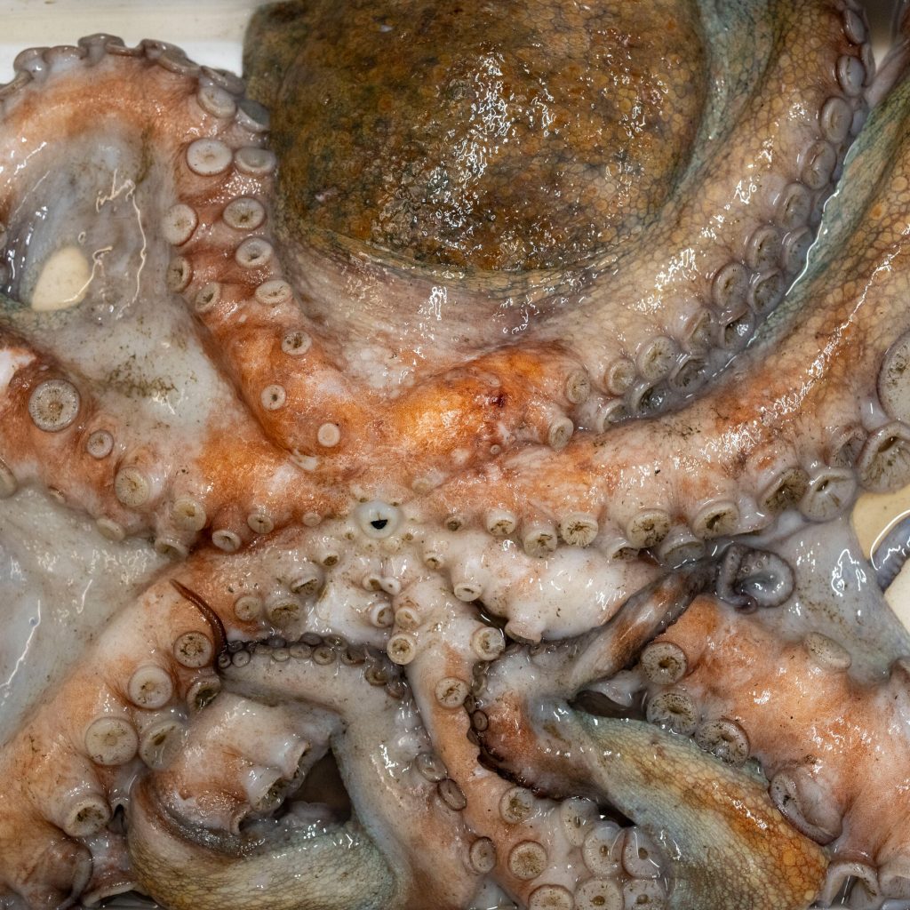 Octopus Invasion Hits English Coast, Cephalopods Wreak Havoc on Marine Life
