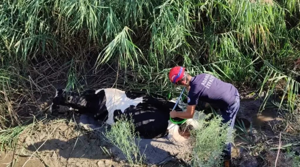 İtfaiye Ineği Kanaldan Böyle Kurtardı