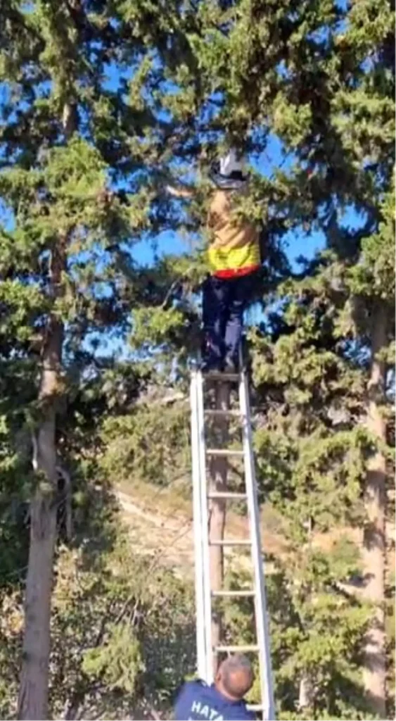 “İtfaiye Ekipleri Ağaçta Mahsur Kalan Kediyi Kurtardı”