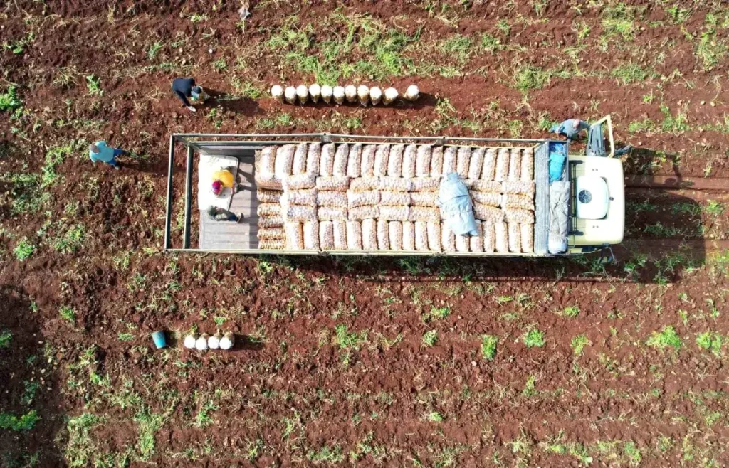 Ağustosta En Çok Ucuzlayan Ürün: Patates