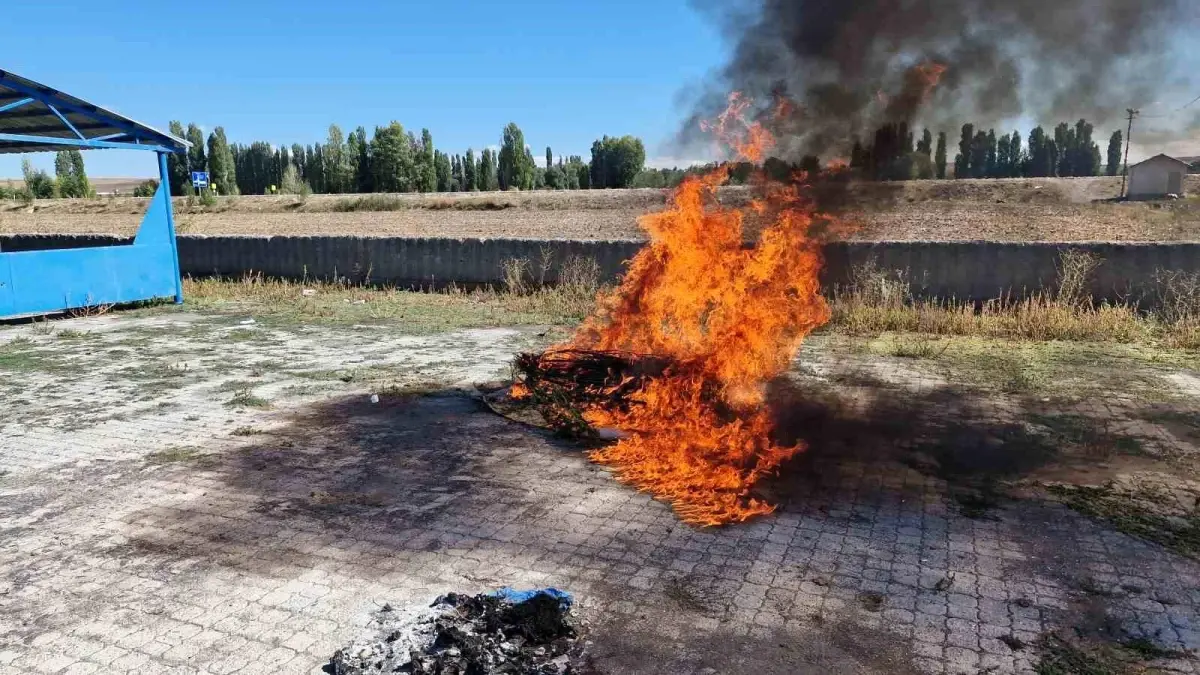 Kenevir Bitkileri Kontrollü Şekilde İmha Edildi
