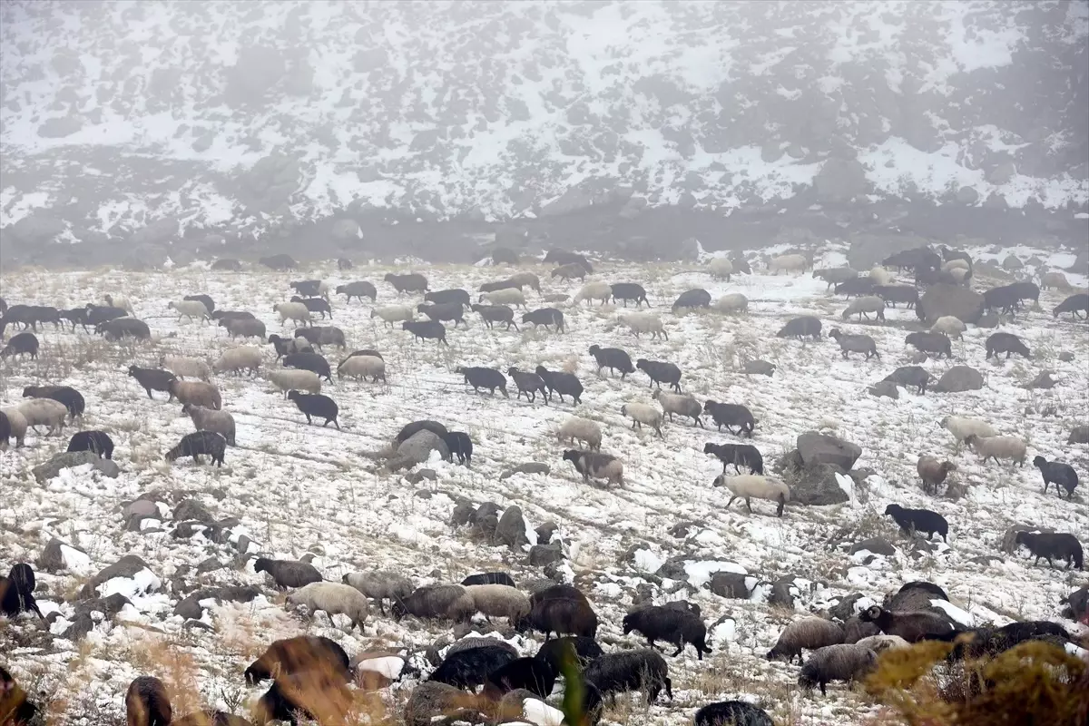Ardahan’da Kar Yağışı Hayvan Sürülerine Zorluk Verdi