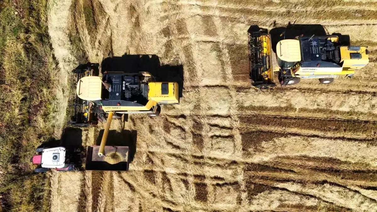 Diyarbakır’da 1000 Dönümde Karacadağ Pirinci Hasadı