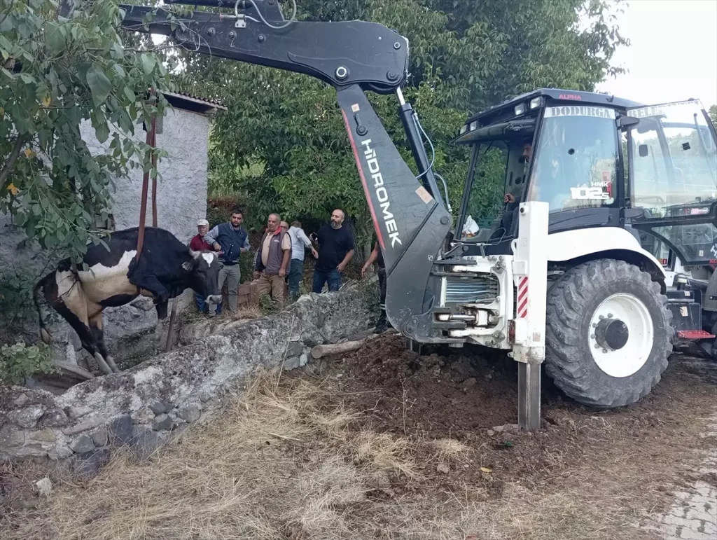 İnek Su Kuyusuna Düştü, Belediye Ekipleri İmdağa Yetişti