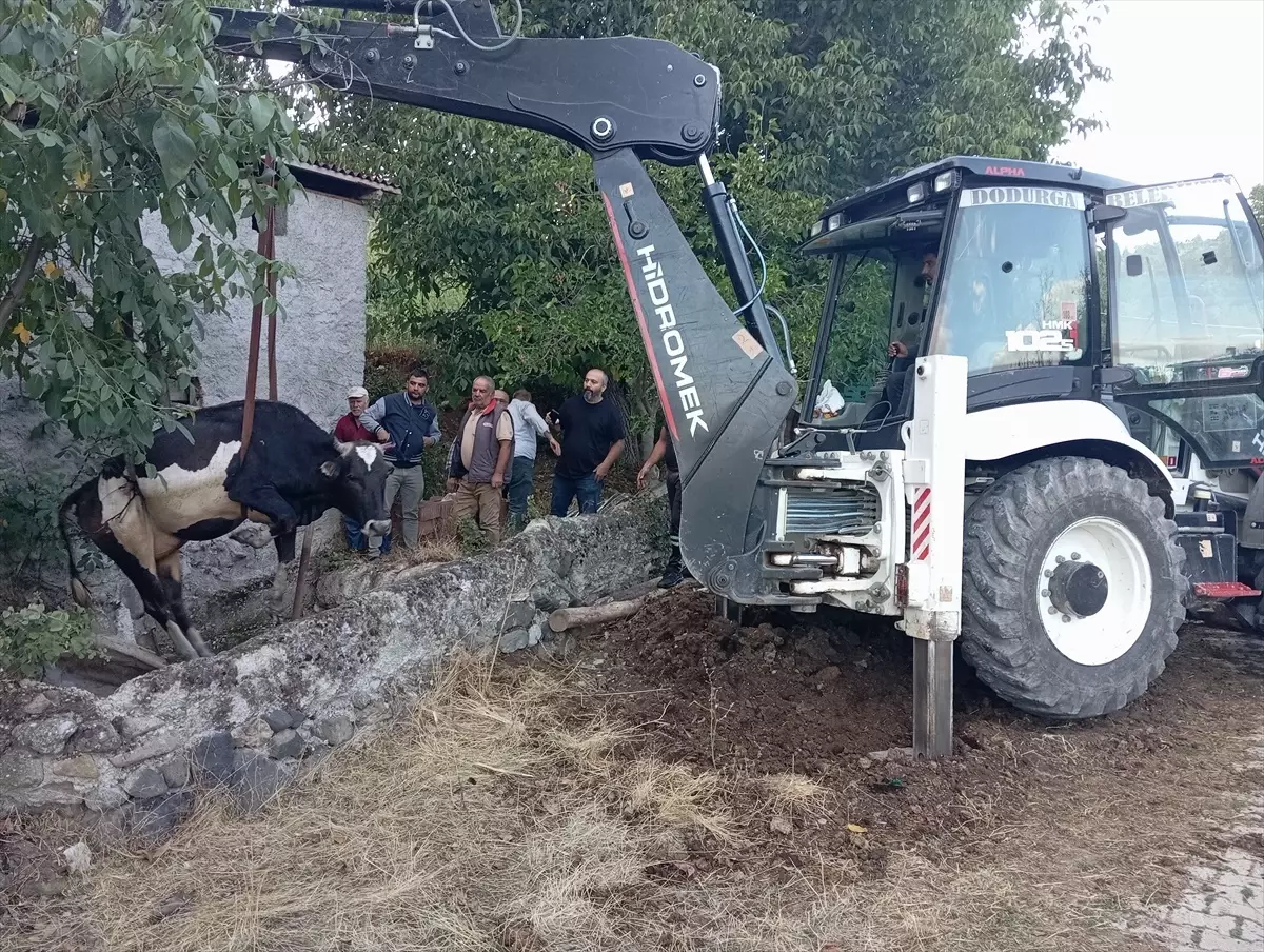 İnek Su Kuyusuna Düştü, Belediye Ekipleri İmdağa Yetişti