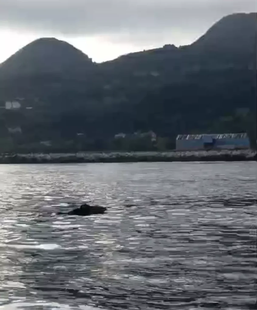 Denizde Yüzen Yaban Domuzu Şaşkınlık Yarattı