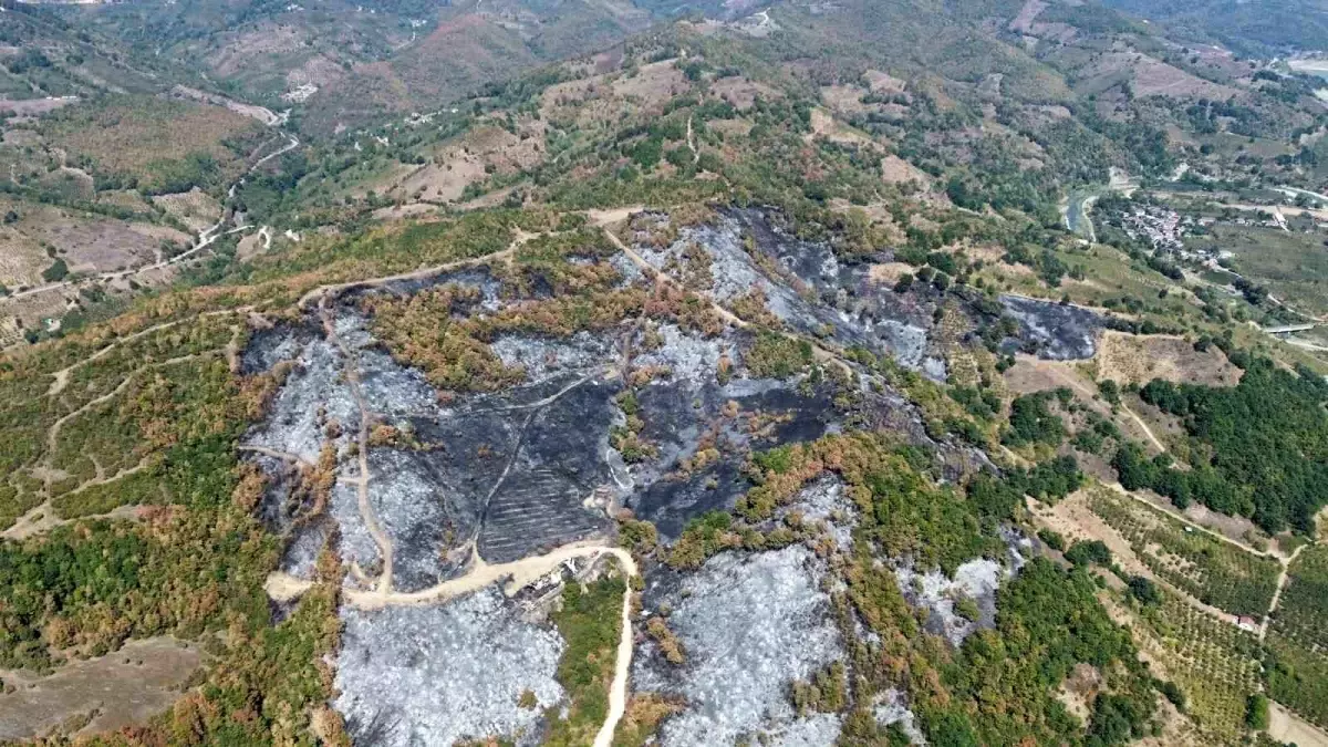 Düzce’deki Ormanyolundaki Yangın ve Etkileri