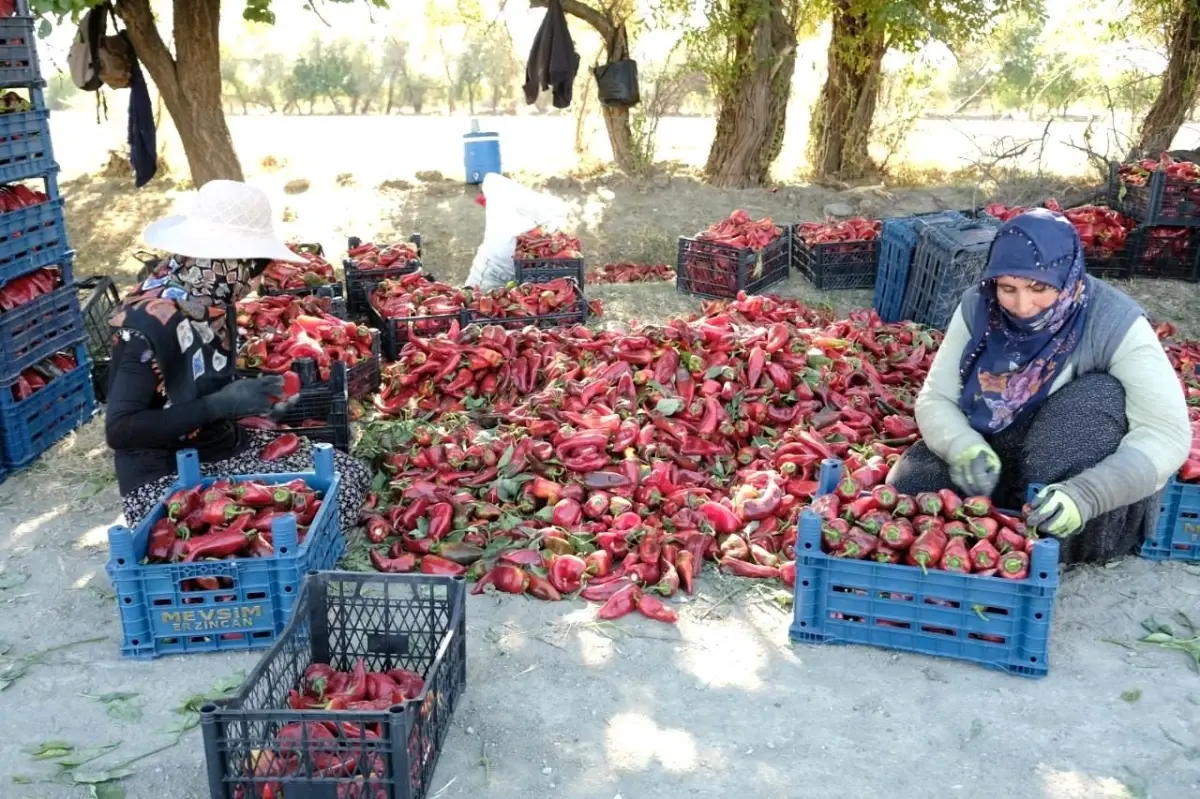 Erzincan’da Başarılı Ziraat Mühendisinin Rekor Üretimi