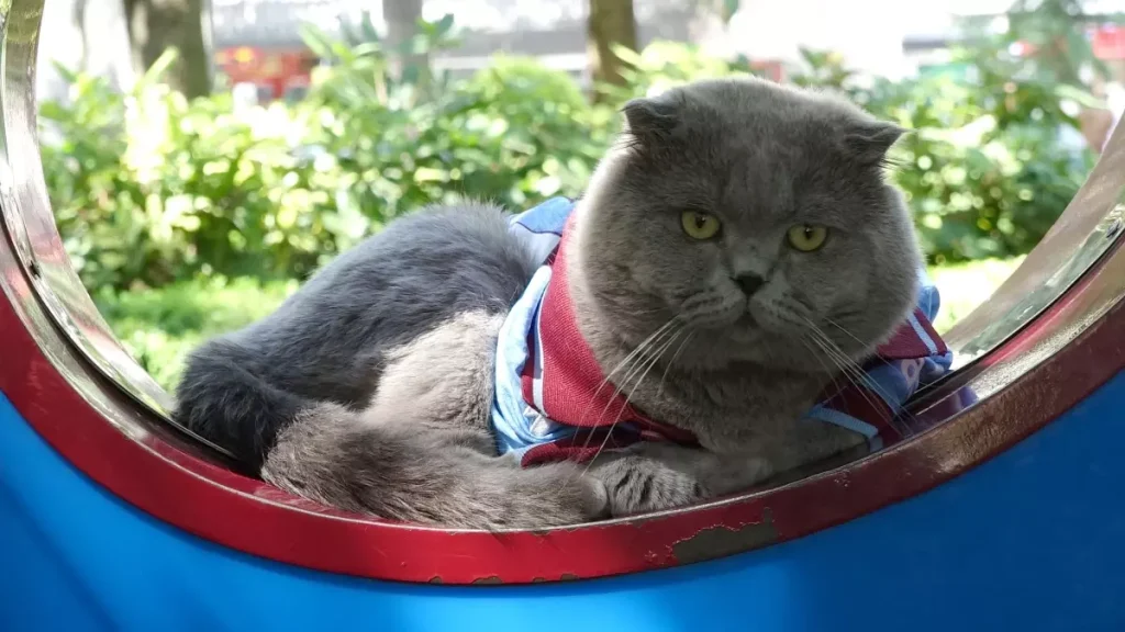 Taraftarın Kedisiyle Stadyum Heyecanı