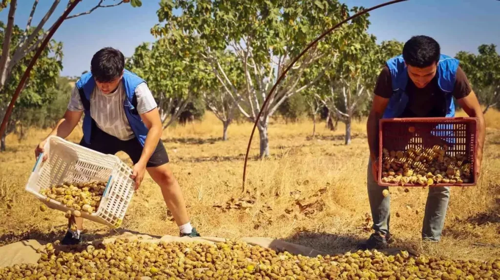 Gençler İncir Hasadında Üreticilere Destek Verdi