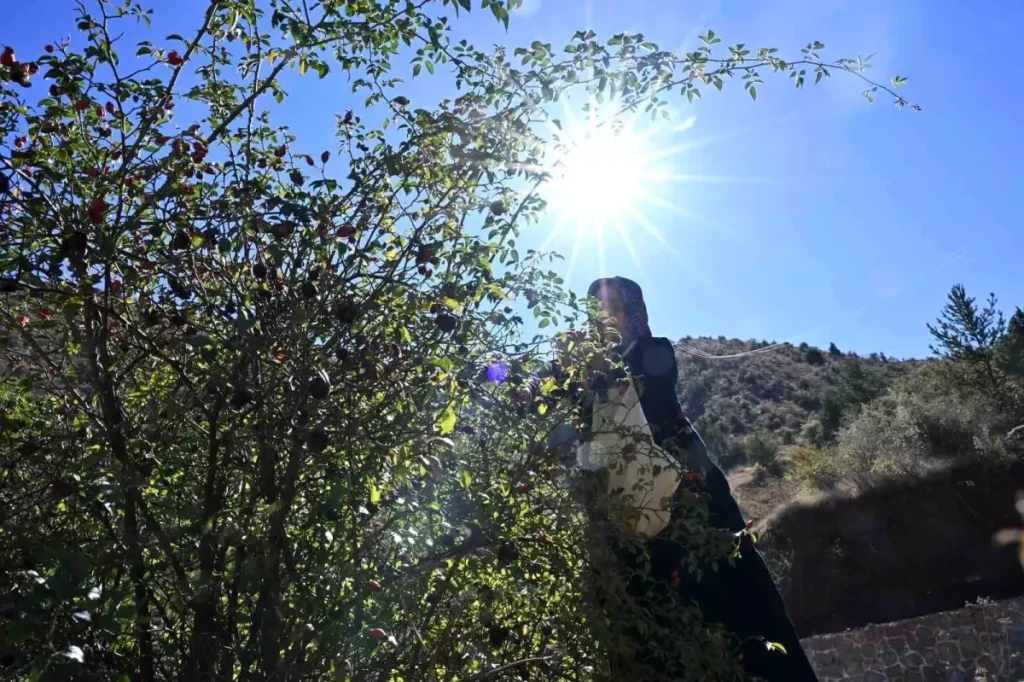 Gümüşhane’nin Dikenli Gülü: Kuşburnu