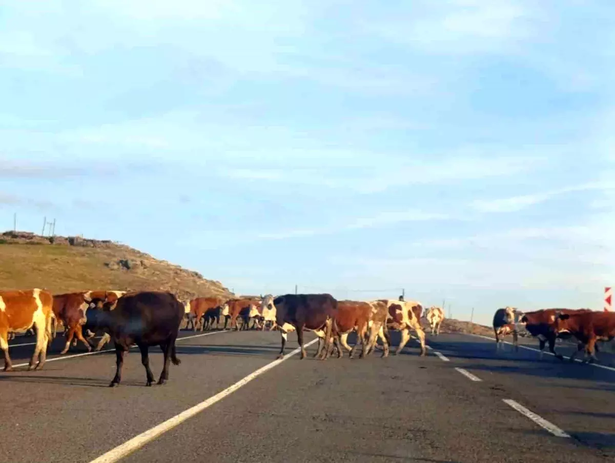 Kars’ta Büyükbaş Hayvanlar Trafiği Tehlike Altına Koydu