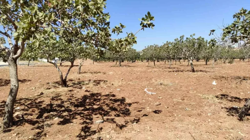Kayıp Kadın Fıstık Bahçesinde Ölü Bulundu