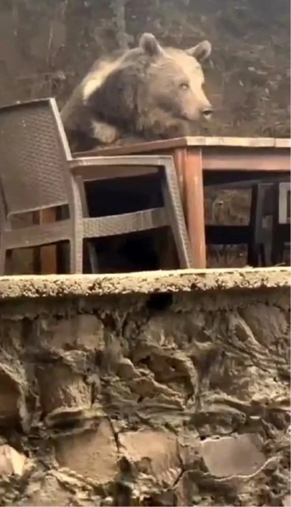 Ayı Lokantada Servis Bekledi