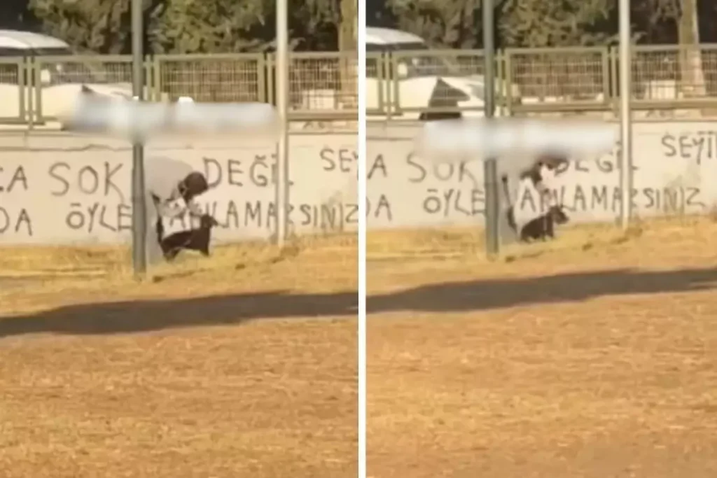 Köpeğe İşkence Eden Şahıs Kameralara Yakalandı