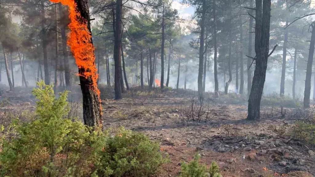 Yıldırım Düşmesiyle Kütahya’da Orman Yangını