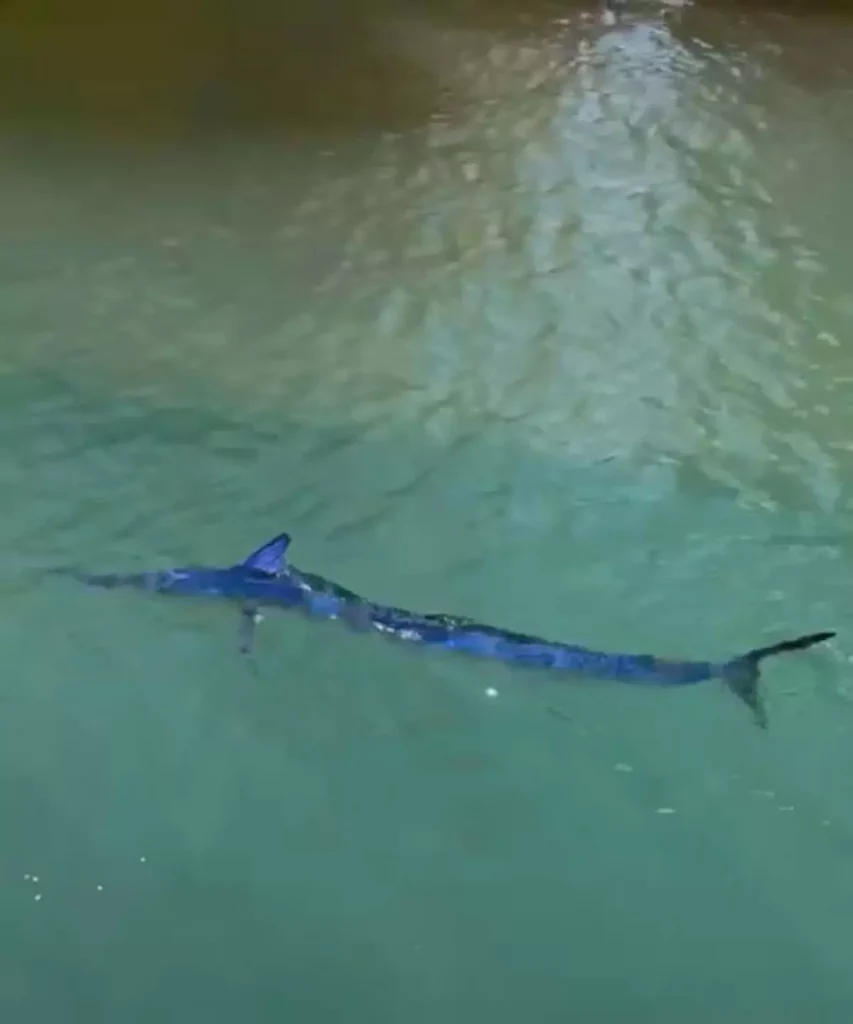 Mavi Yelken Balığı Vuruldu, Kamuoyu Tepkili