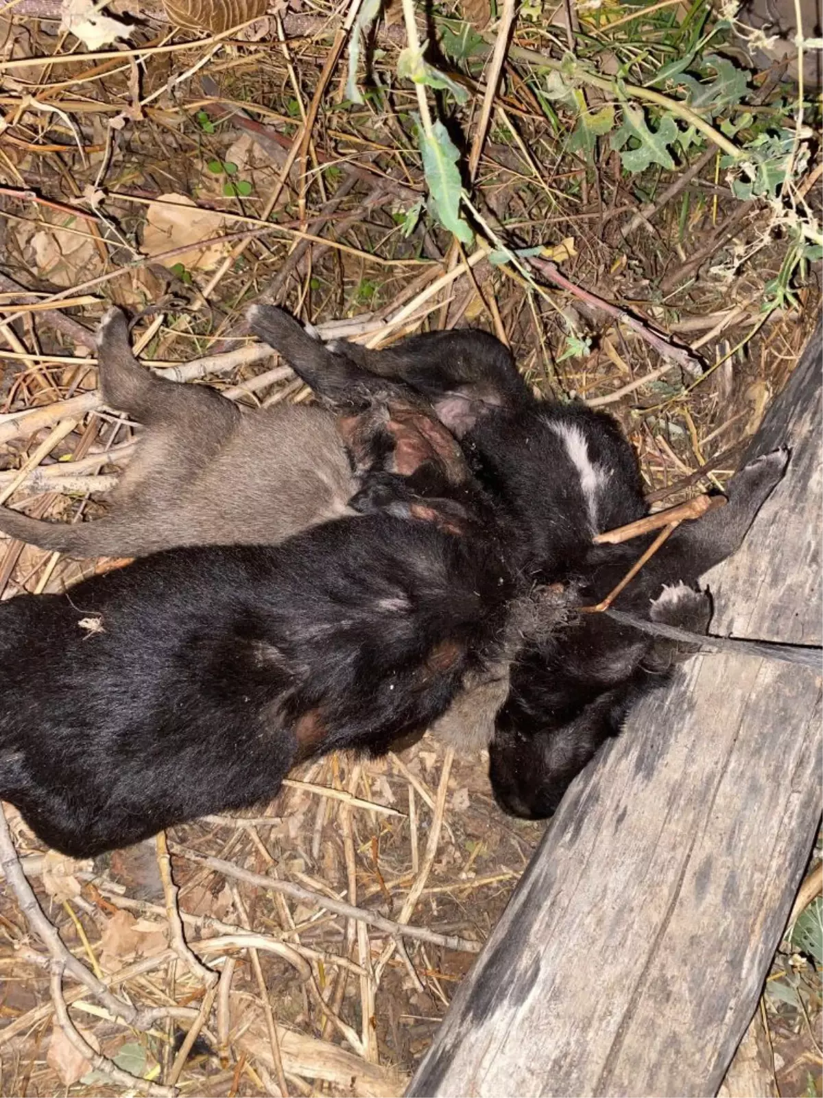 Köpek Yavruları Saman İpine Dolanarak Öldü