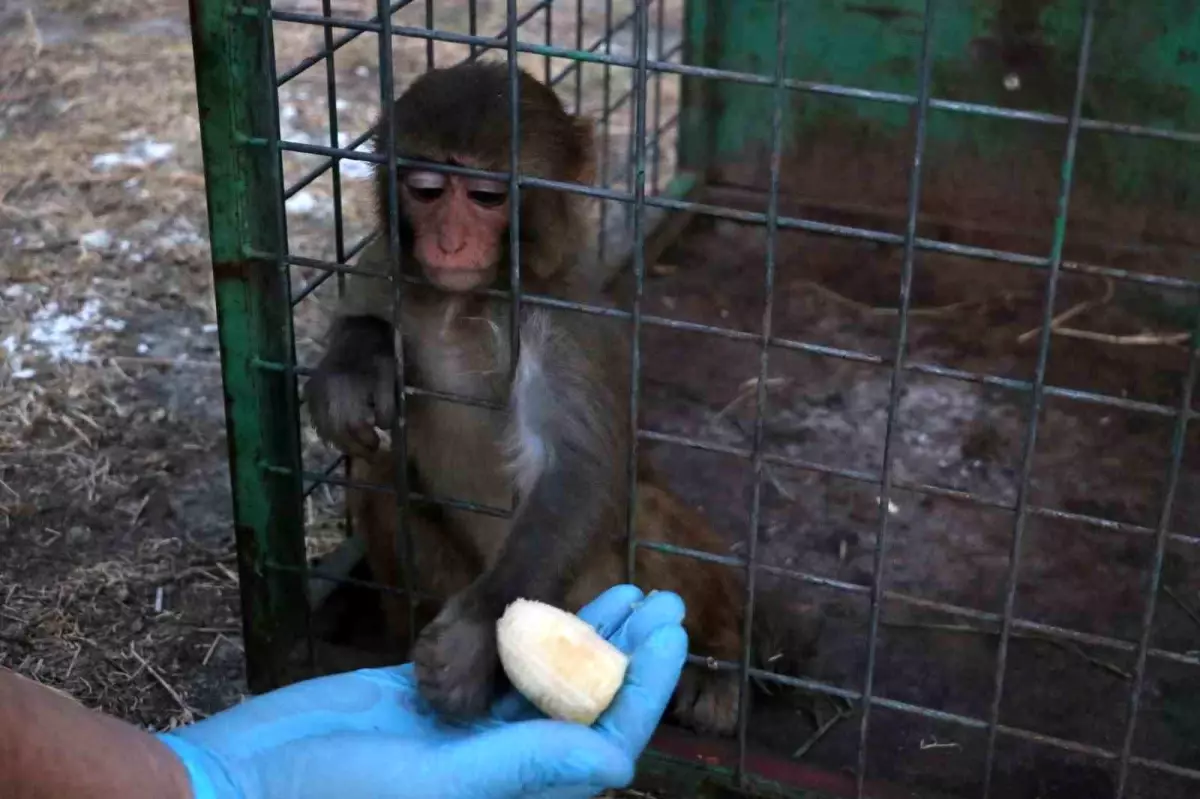 Kaçak Maymunun Tokatlandığı Anlar Sosyal Medyayı Sardı