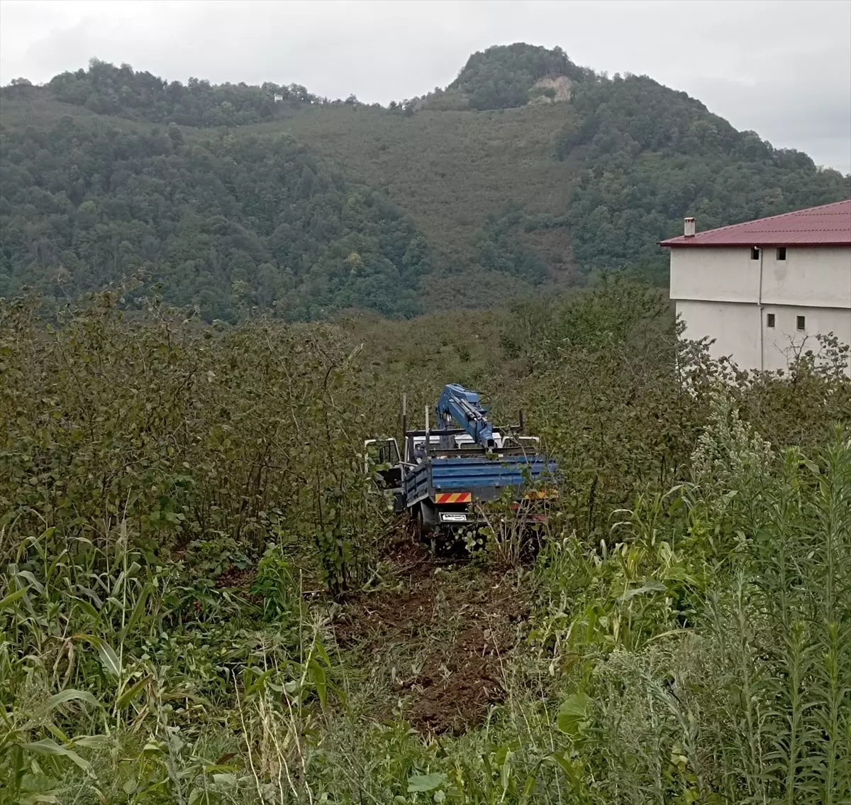 Fındık Bahçesine Yuvarlanan Kamyonette 3 Kişi Yaralandı