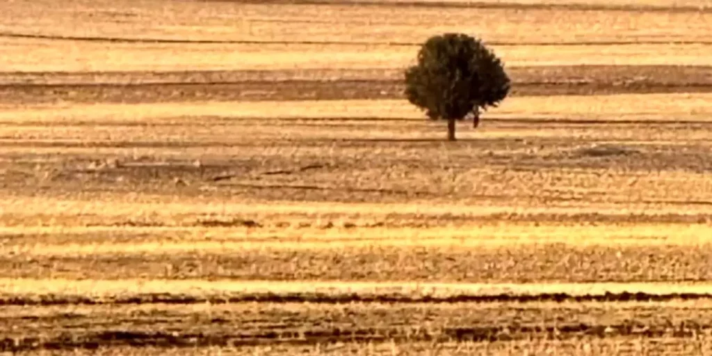 Şırnak’ta Trajik Olay: Bir Kişi Ağaca Asılı Halde Ölü Bulundu