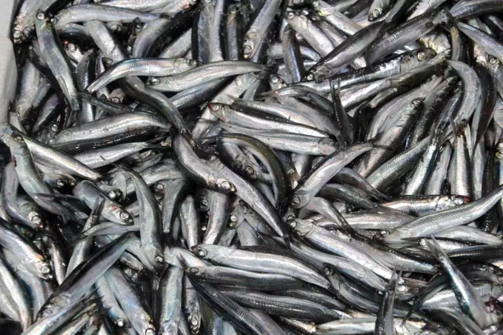 Karadeniz’de Balık Sezonunda Palamut Azlığı, Hamsi Bolluğu