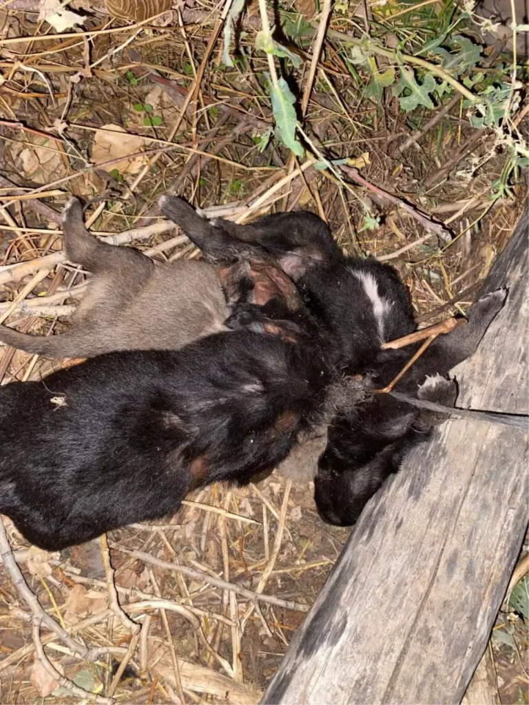 Köpek Sevgisiyle Bağdaşmayan Vahşi Suç