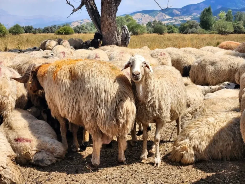 Tunceli’de Şap Hastalığı Kısıtlamaları Kaldırıldı