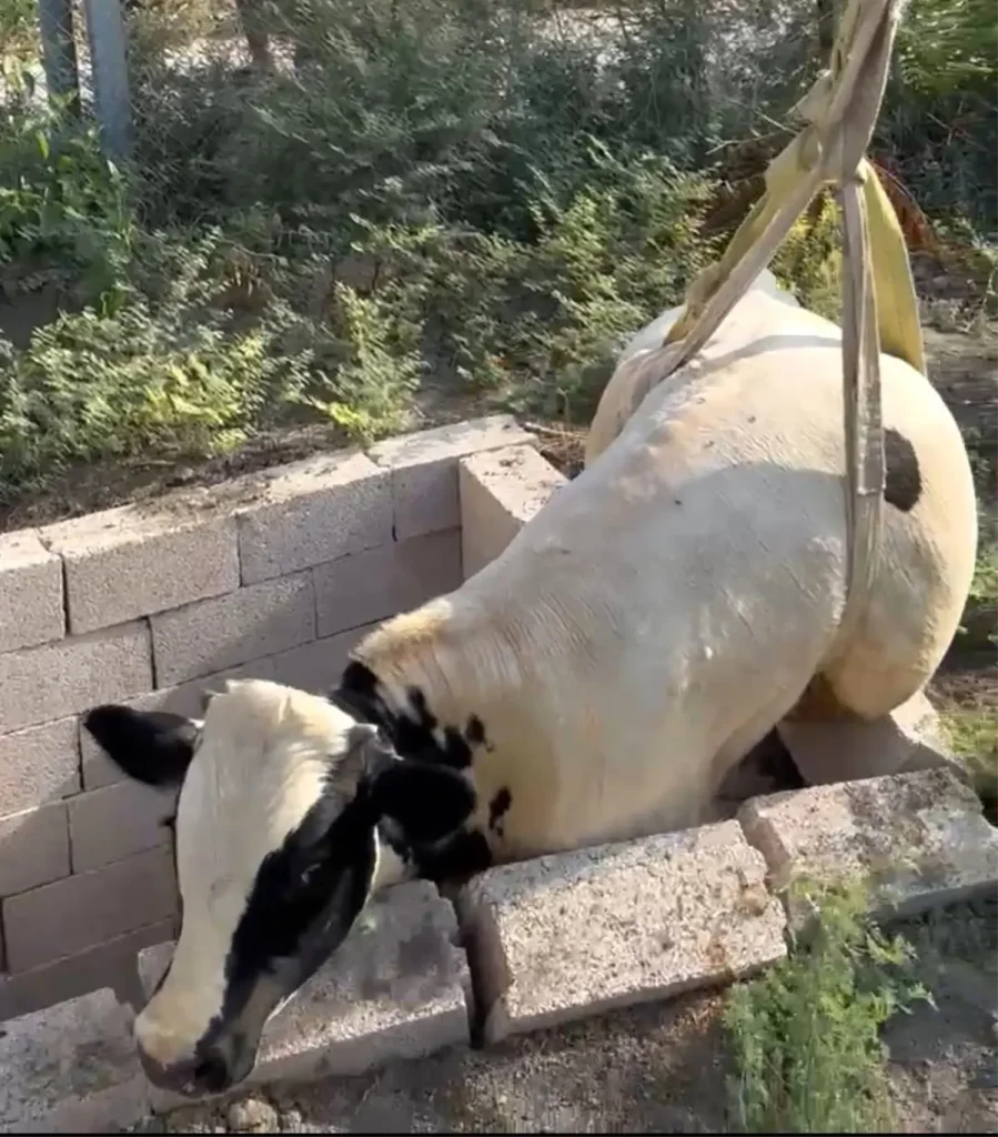 Boğa Tuvalet Kuyusuna Düştü, İtfaiye Kurtardı