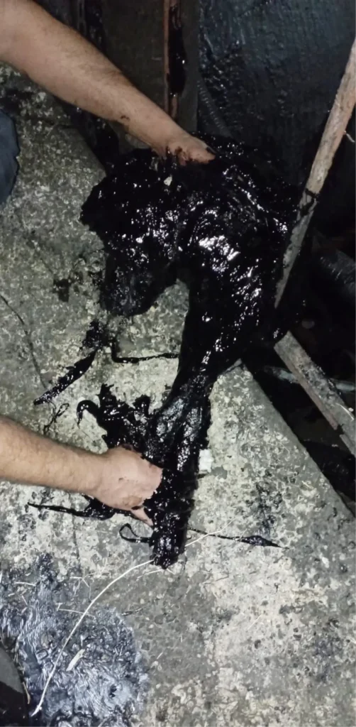 Köpek, Fabrika Zift Kazanında Canını Kaybetti