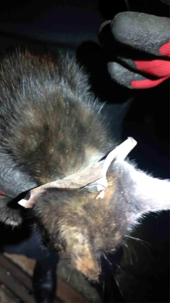 Minik Kedi ‘Mazgal’ İtfaiye Ekiplerinden Övgü Aldı