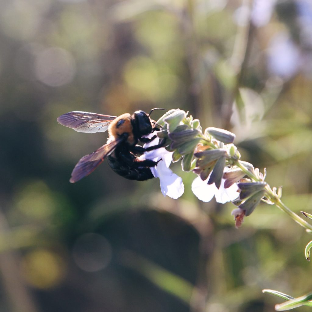Helping to Save the Bees With Plants in Kansas