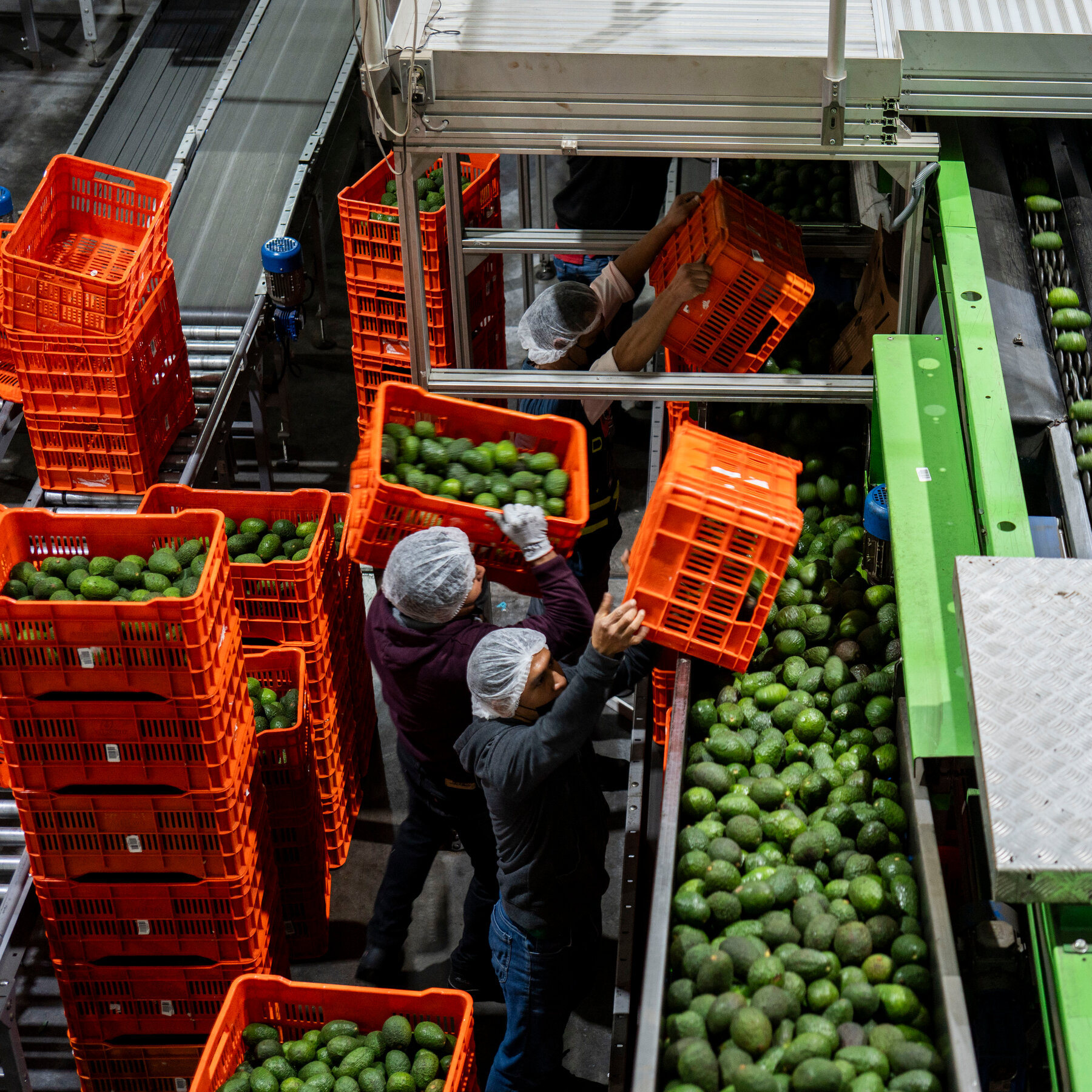 Avocado Industry Faces a Dilemma: Save Forests or Lose U.S. Market Access