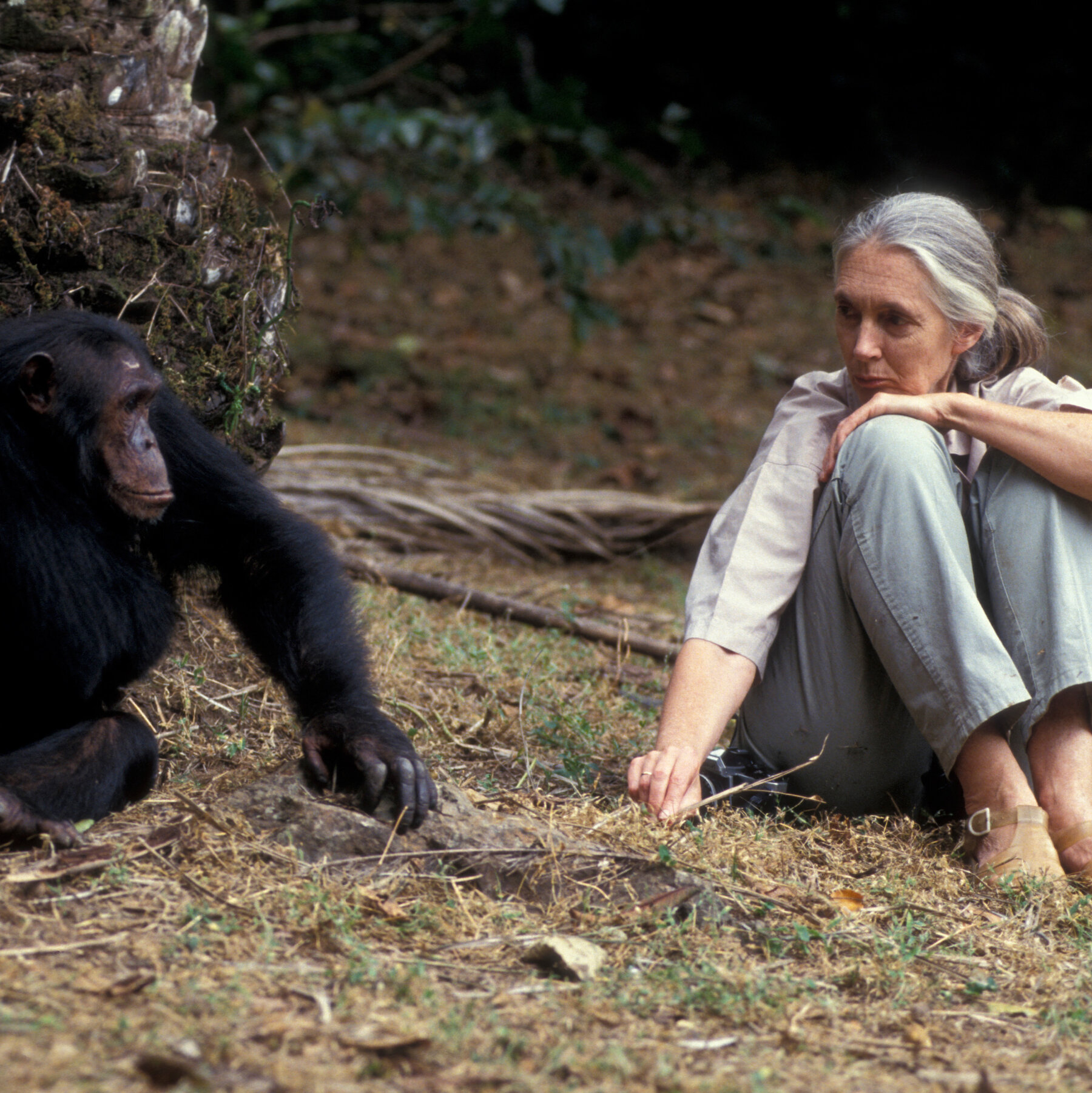 There Will Always Only Be One Jane Goodall