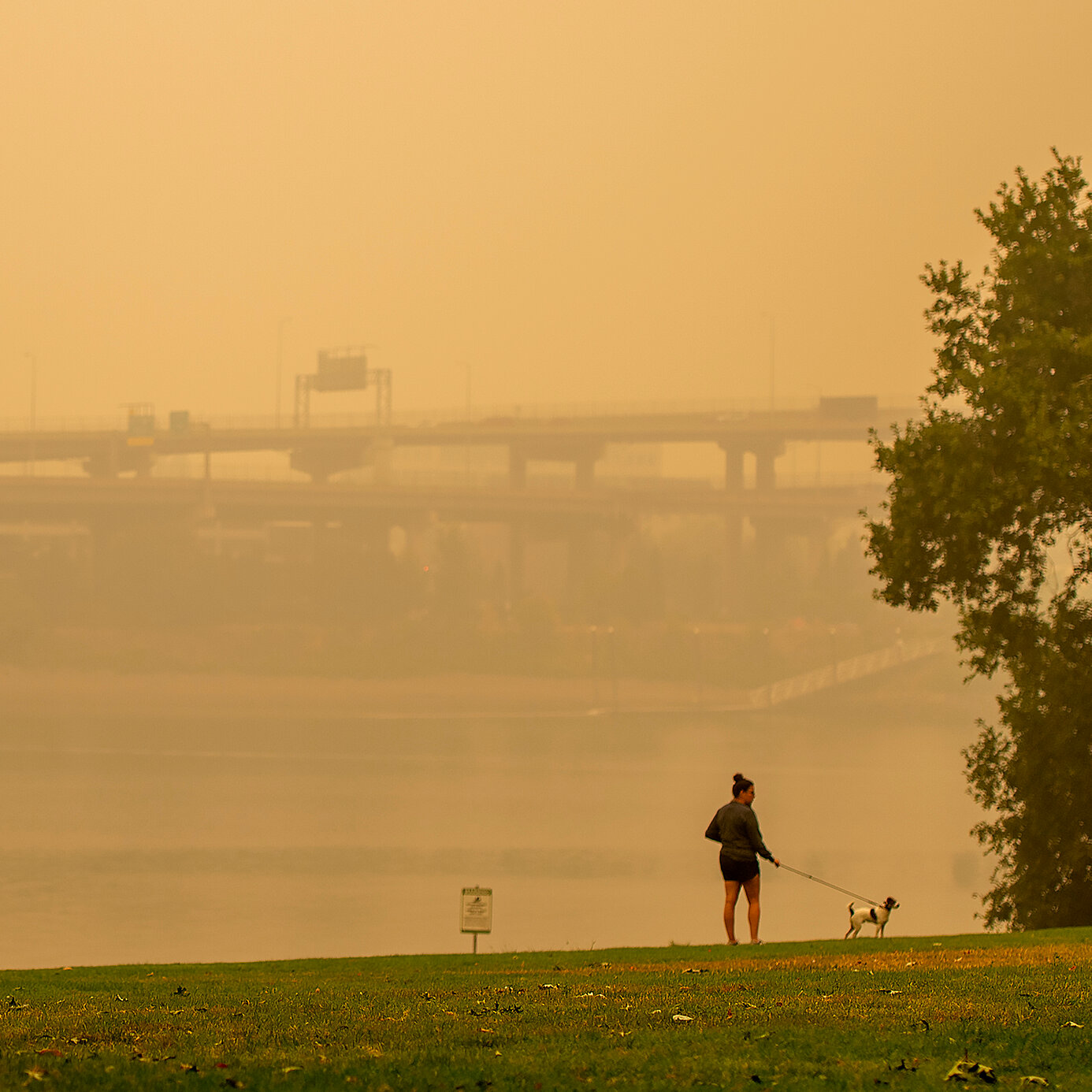 Protecting Your Furry Friends: How to Shield Your Pets from Pollution