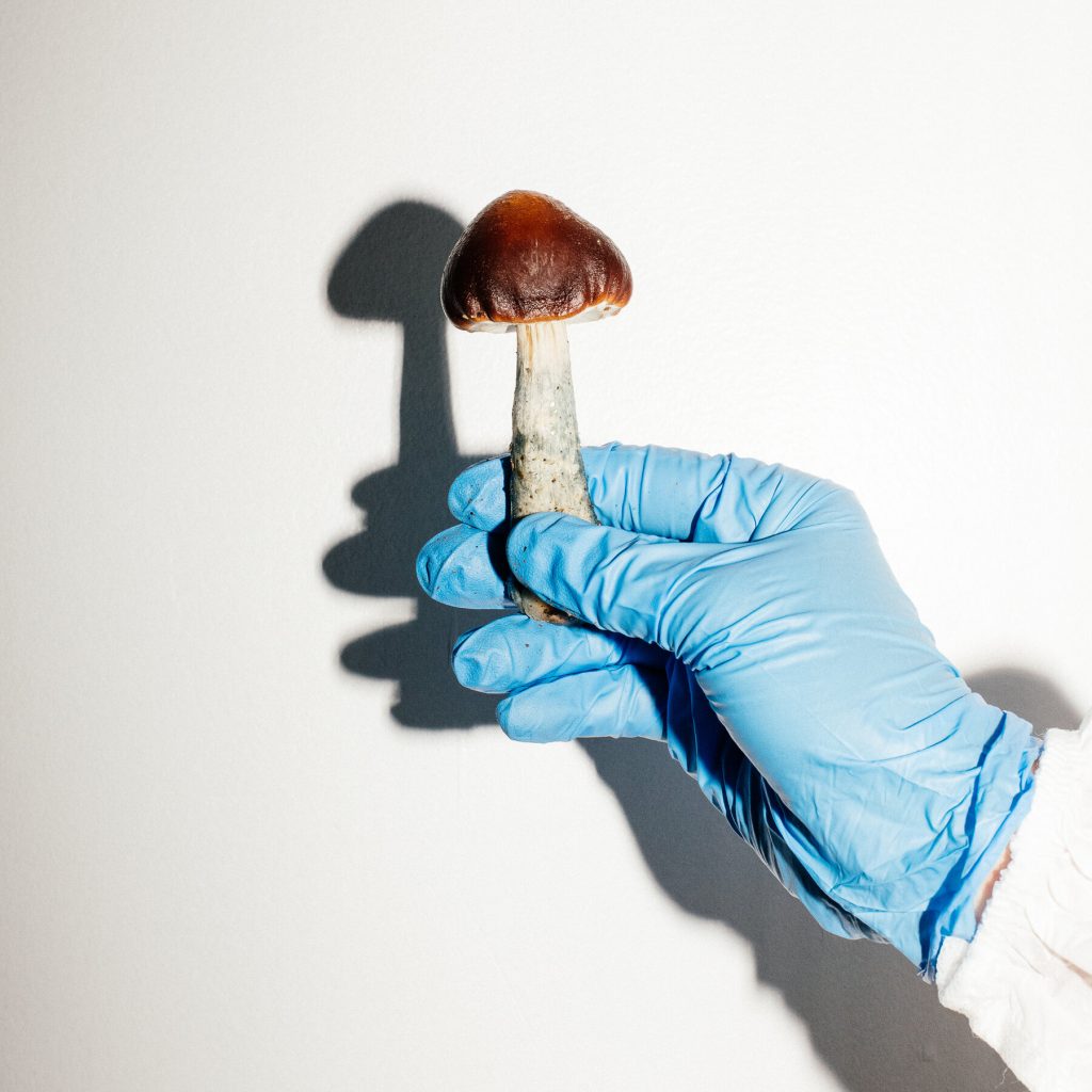 The Evolutionary Enigma of Psychedelic Mushrooms