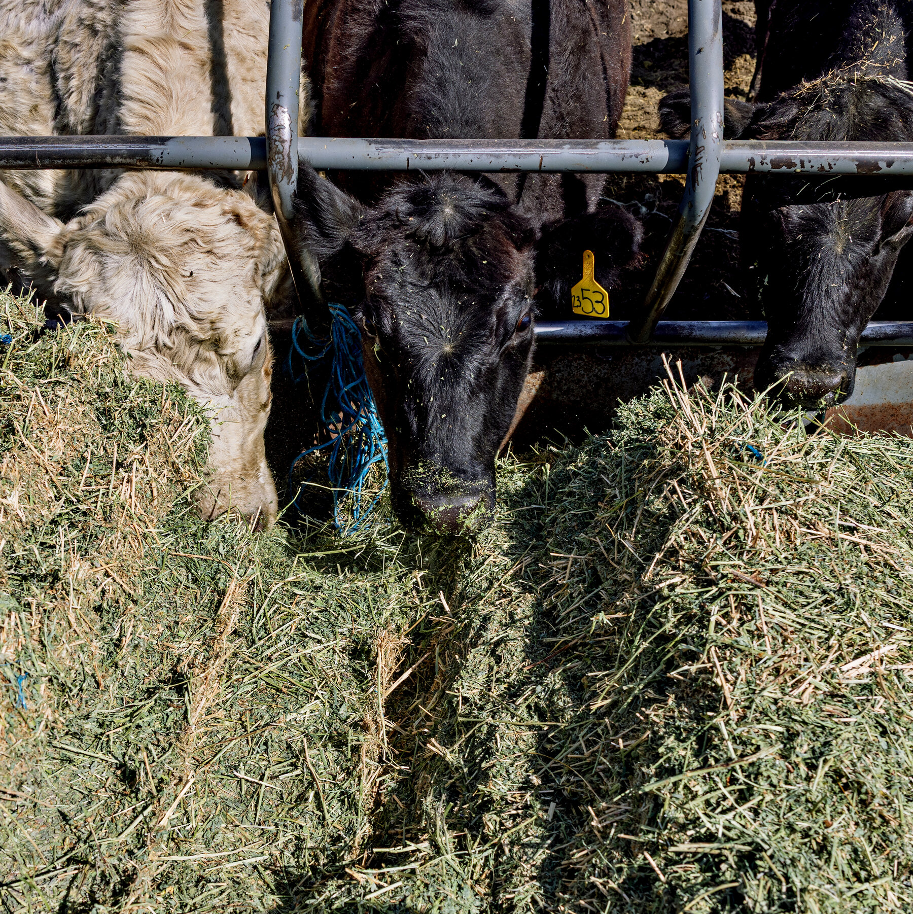 Trump Hopes Argentina Can Help Bring Down Beef Prices