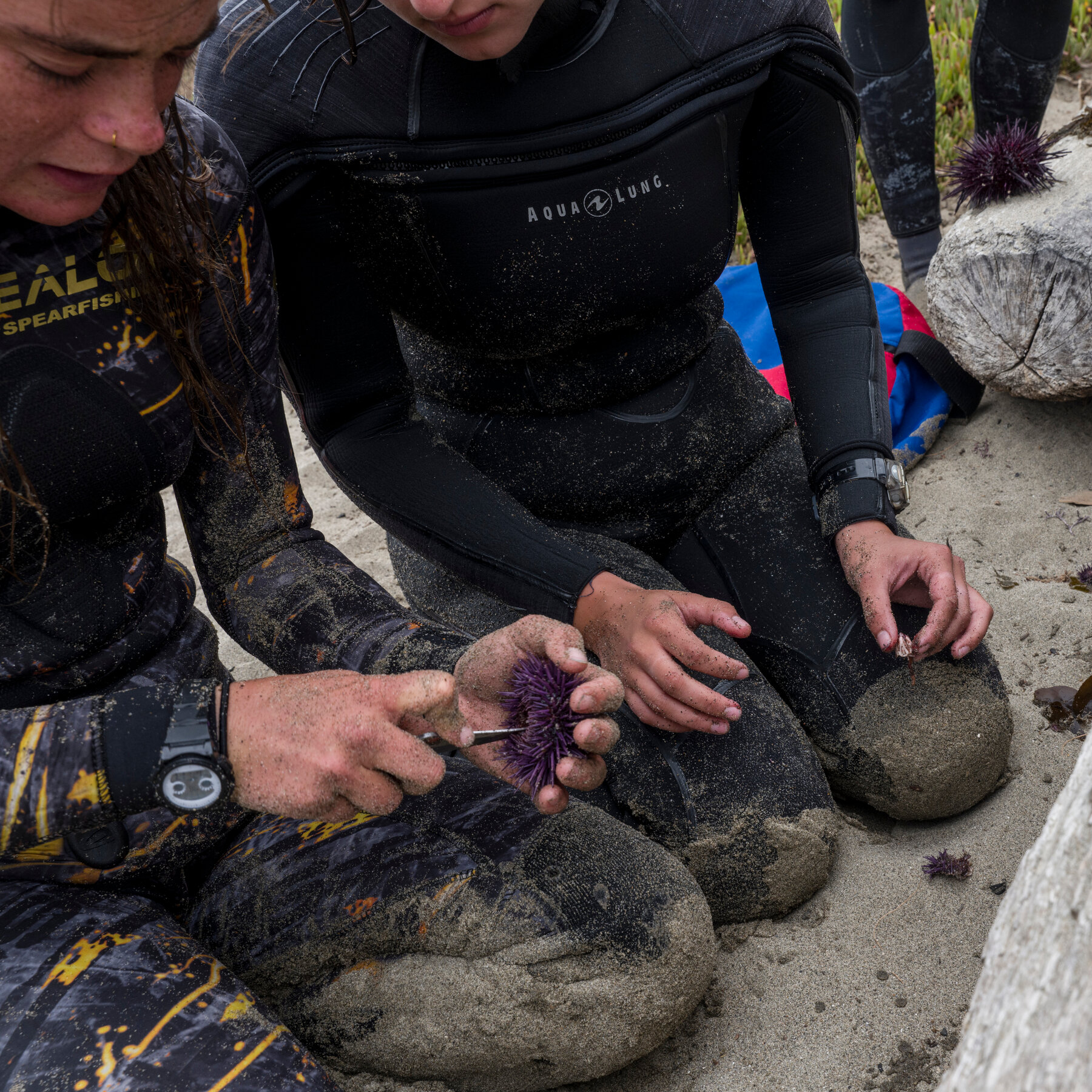 Reviving California’s Kelp Forests, One Dive at a Time
