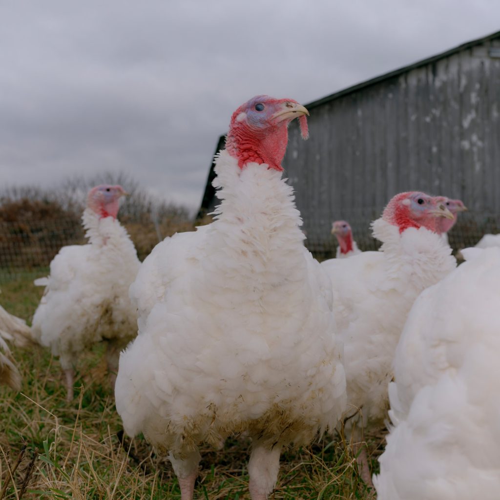 Bird Flu Outbreak Intensifies as Holiday Season Approaches Amid Government Shutdown