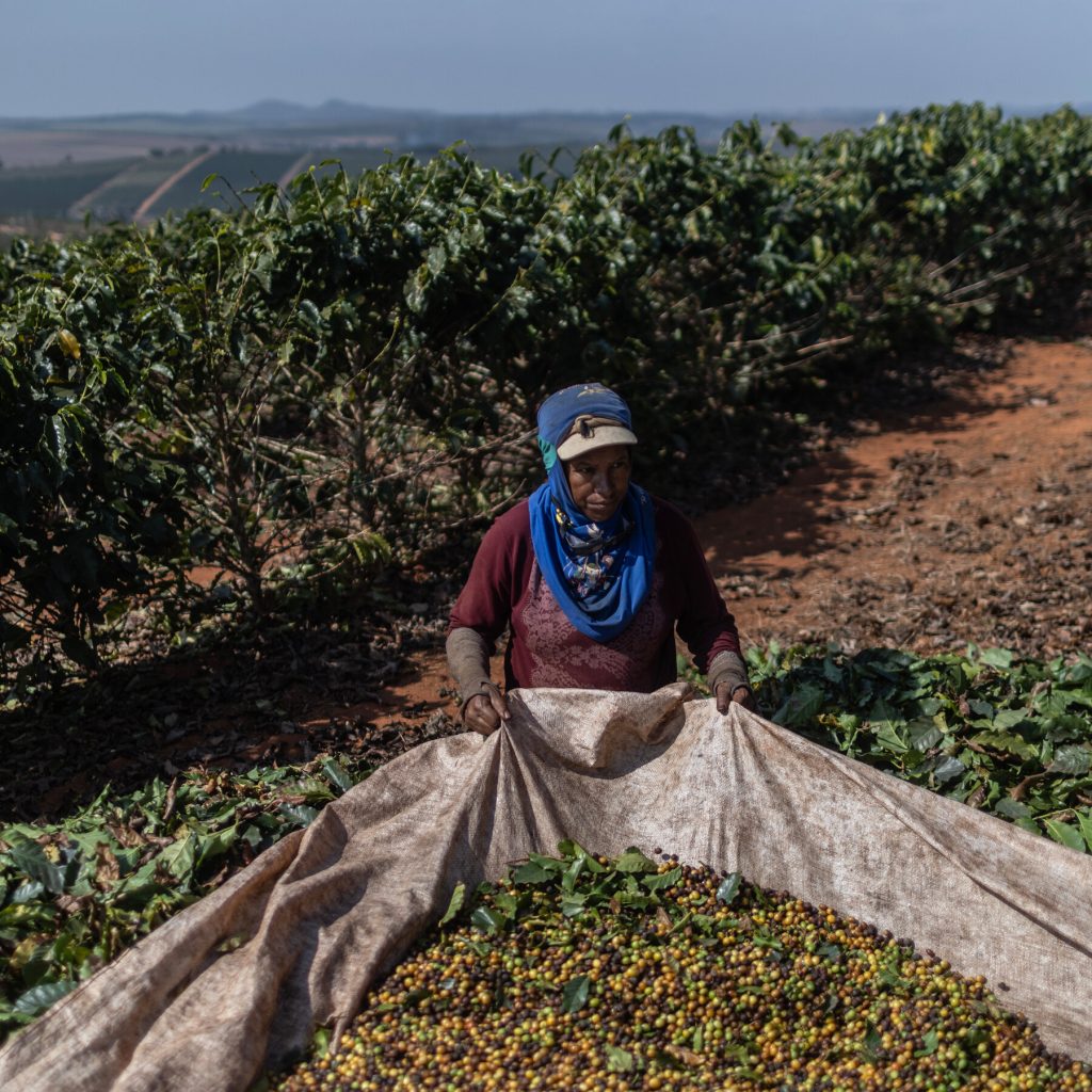 Deforestation Is Imperiling Coffee Cultivation, Report Finds