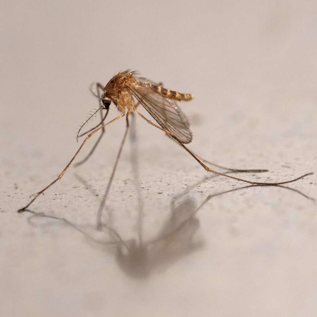 Iceland’s Mosquito-Free Status Comes to an End