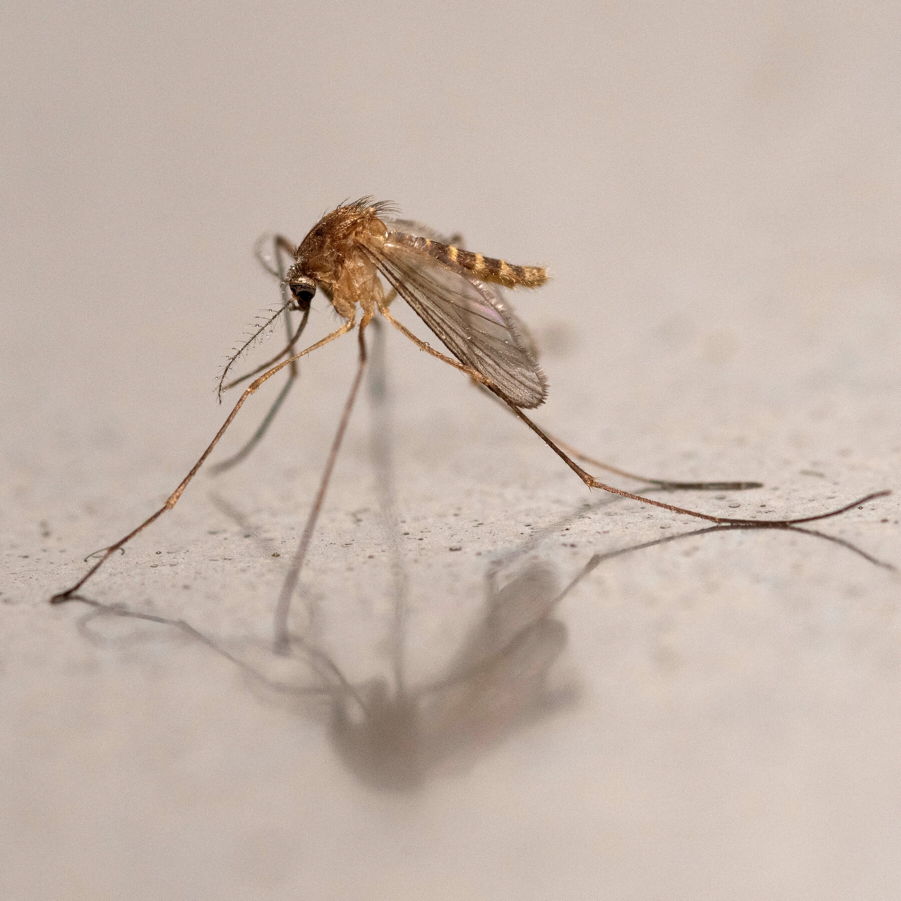 Iceland’s Mosquito-Free Status Comes to an End