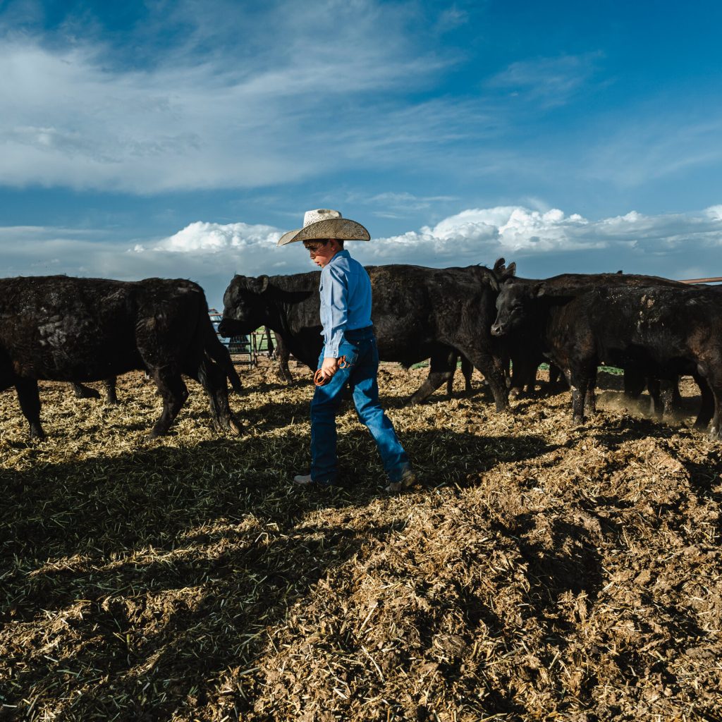Rage in the Heartland: Trump’s Plan to Import Argentine Beef Sparks Outrage Among US Cattle Ranchers
