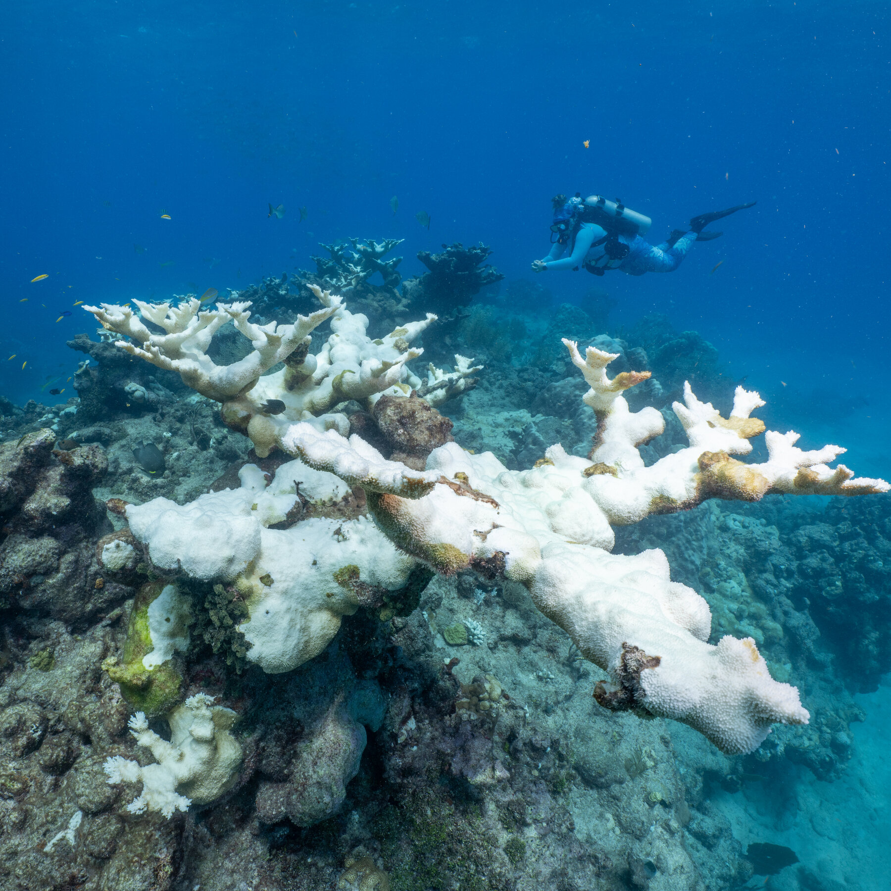 Staghorn and Elkhorn Coral Are Functionally Extinct Off Florida, Researchers Say