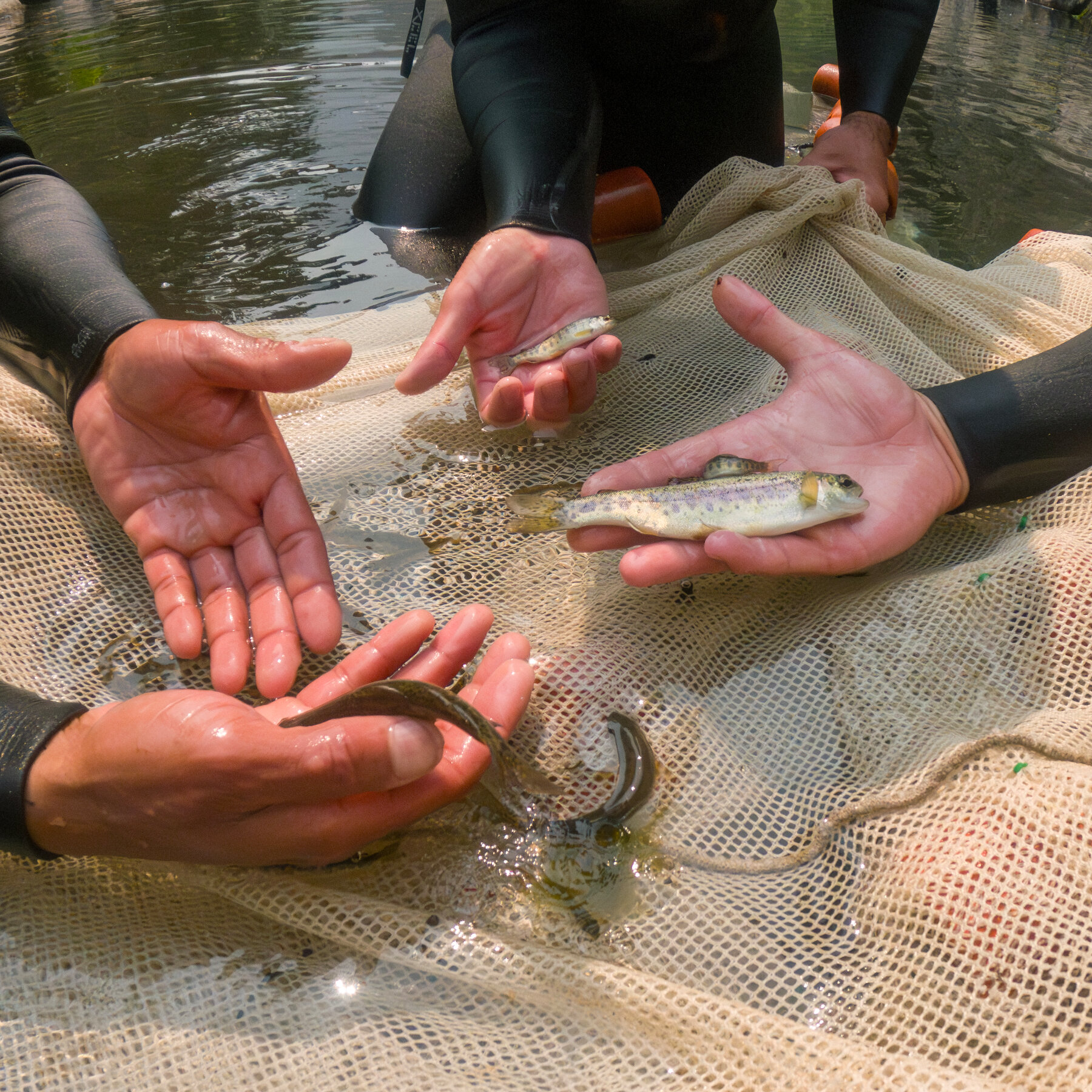 A River Restoration in Oregon Gets Fast Results: The Salmon Swam Right Back