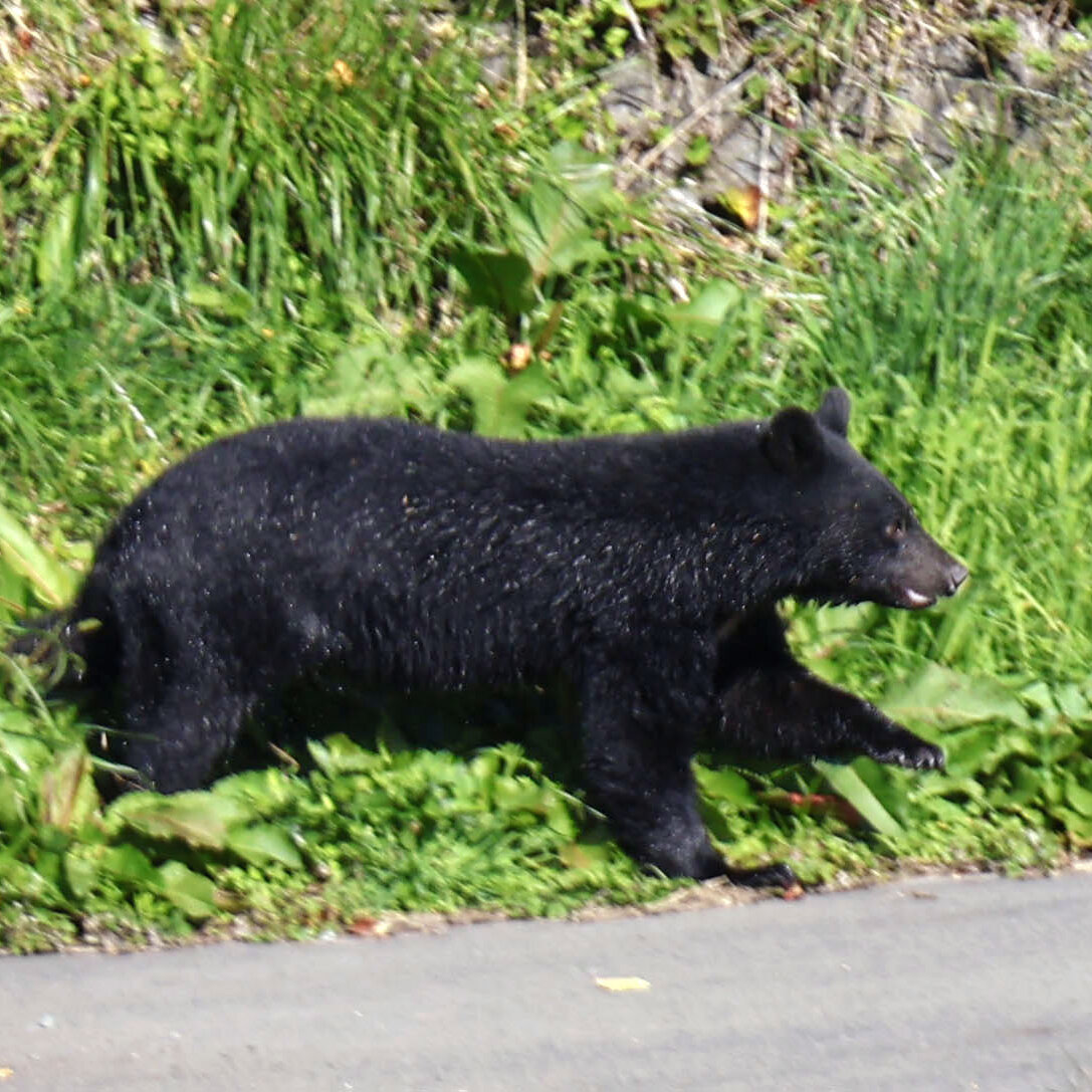 Japan to Deploy Troops to Combat Rising Bear Attacks