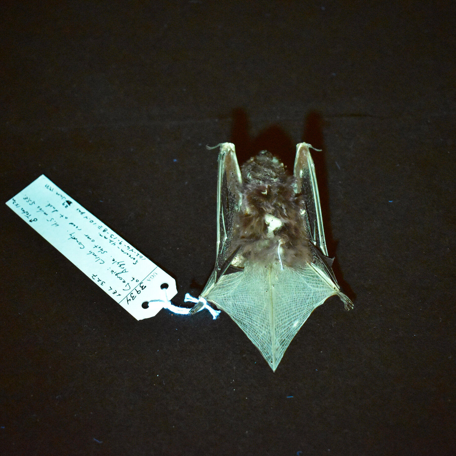 Glowing Enigma: Unraveling the Mystery of North America’s Radiant Bats